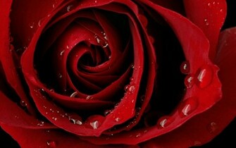 Red Roses Wallpaper Wide HD