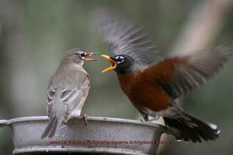Beautiful Wallpaper Robin Bird