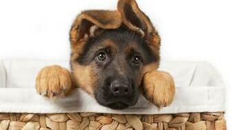 Shepherd Puppy Wallpaper For Desktop Full HD