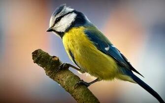 Bird On A Branch Wallpaper And Image Pictures Photos