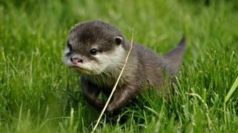 Otter HD Desktop Wallpaper 7wallpaper Net