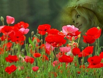 Rose Flower Garden Red