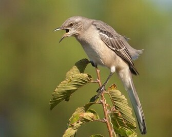 Mockingbird Top My Wallpaper