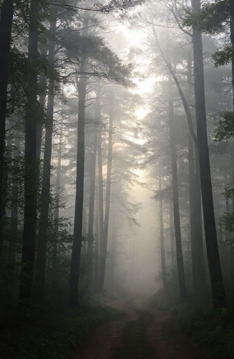 Foggy Forest Wallpaper