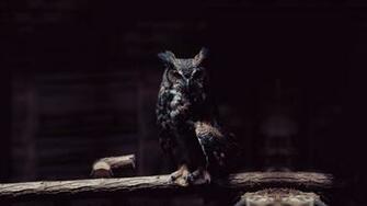 Amazing Black Owl Wallpaper Live HD Hq Pictures Image