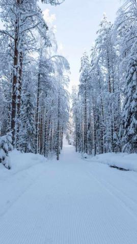 Snow White Nature Wallpaper Full HD Phone Background For