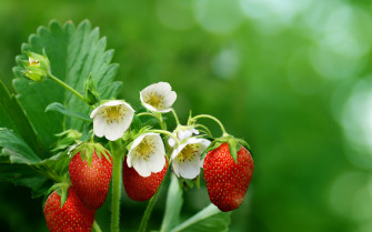 Strawberry Full HD Wallpaper And