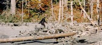 On Peter Matthiessen S Lifelong Fascination With Bigfoot