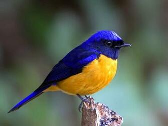 Imagepk Wallpaper Bluebird