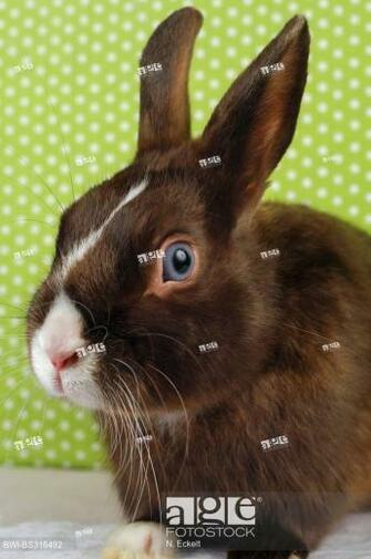 Dwarf Rabbit Oryctolagus Cuniculus F Domestica Satin