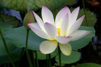 Lotus Flower HD Wallpaper High Definition iPhone