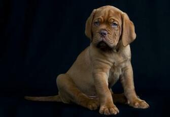 Little Dogue De Bordeaux On Black Background Wallpaper And Image