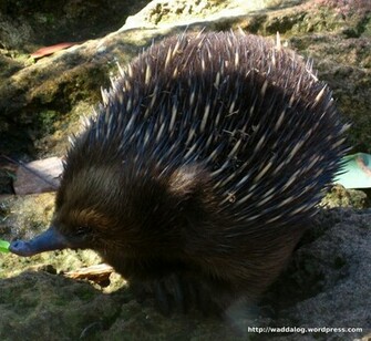 Spiny Anteater Wallpaper First HD