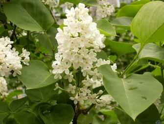 Lilac Screensaver Screensavers White