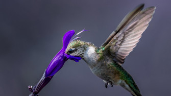 4k Bird Wallpaper