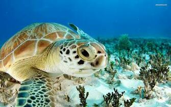 Sea Turtle In High Definition Wallpaper Pixel Car Pictures