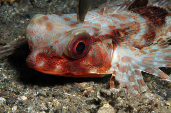 Flying Gurnard Wallpaper