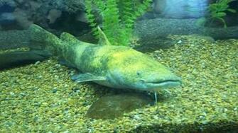 Flathead Catfish Art By Bigalax