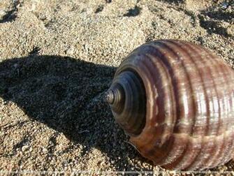 Seashells Wallpaper