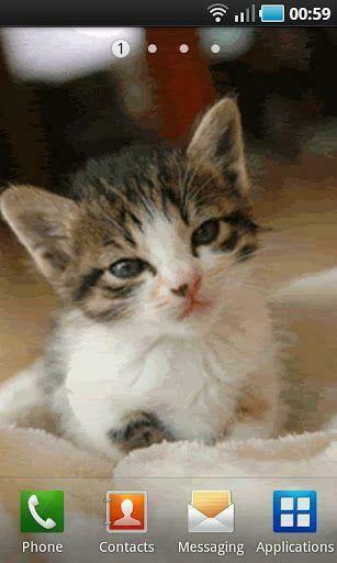 Sleepy Kitten Live Wallpaper For Android App