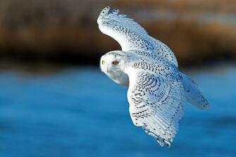 Wallpaper Snowy Owl Bird Flying Wings Animals