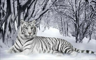 White Siberian Tiger Wallpaper