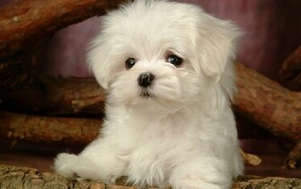 Puppy Dogs White Maltese Puppies Wallpaper No