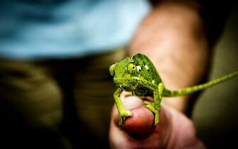Chameleon Lizard Mood HD Wallpaper