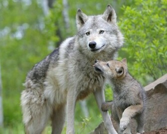 Wallpaper Catalogue Wolf And Cub In Resolution