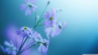 Purple Violet Wallpaper Q