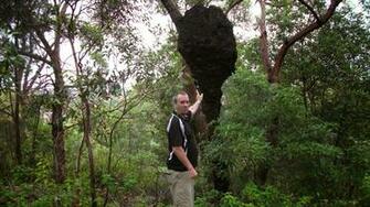 Best Termite Wallpaper