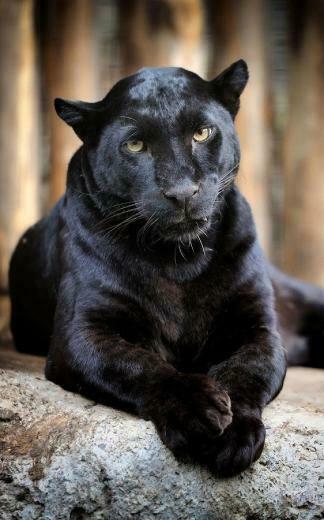 Related Pictures Black Panther With Blue Eyes Mobile Wallpaper