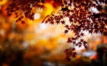 Stunning Fall Background