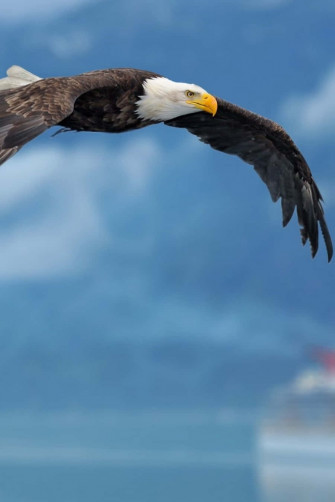 Eagle iPhone Wallpaper