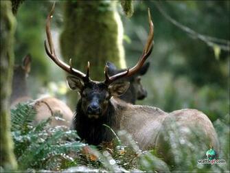Elk Wallpaper