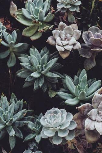 Succulent Pictures Image