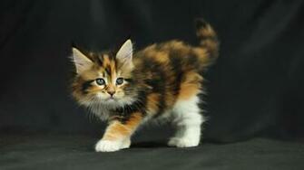 Maine Coon Wallpaper HD Animal Planet