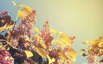 Wallpaper Spring Lilac Nature Picsfab Desktop