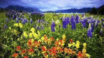 Glacier Bay National Park Alaska HD Wallpaper Wallpaper13
