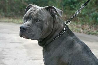 Pit Bull Devil Dogs