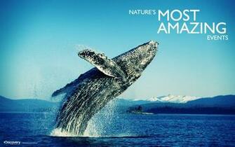 Sak Karepe Isun Most Amazing Wallpaper