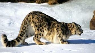 Snow Leopard Wallpaper Os X