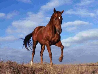 Stride Wallpaper Farm Animals Nature Collection