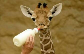 Baby Giraffes Wallpaper Giraffe Pictures HD