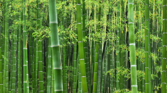 HD Bamboo Wallpaper