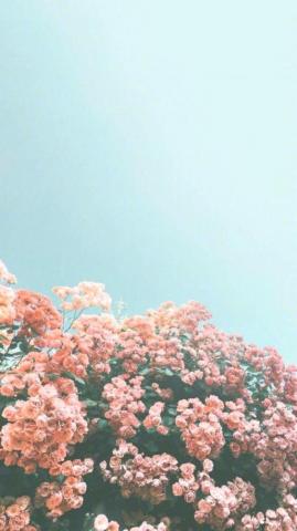 Beautiful iPhone Wallpaper Background Summer Flower