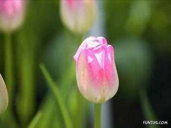 Tulip S Roses For You Wallpaper Pictures Image Hi Friends