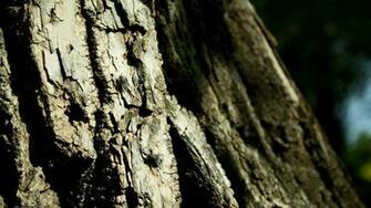 Tree Bark Wallpaper