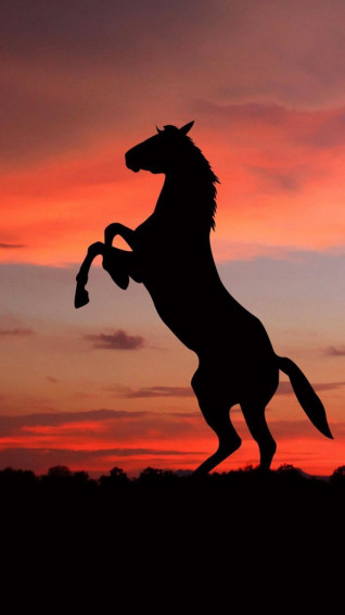 Palomino Buck Skin Sunset Beach Google Search Foto Di Cavalli
