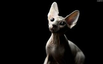 Sfinks Cat Background Sphynx Kitten Pictures